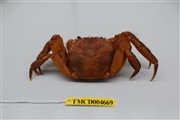 藏品(日本絨螯蟹)的圖片